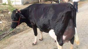 Dairy Cow